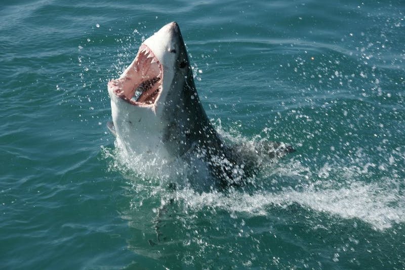 Sharks Should Not Get Such A Bad Reputation The Johns Hopkins News Letter