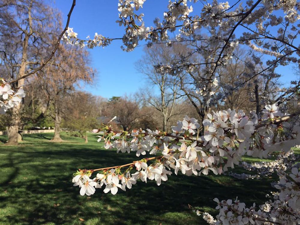 COURTESY OF NATALIE WU
Cherry trees in Guilford neighborhood, one of Wu’s favorite jogging locations.