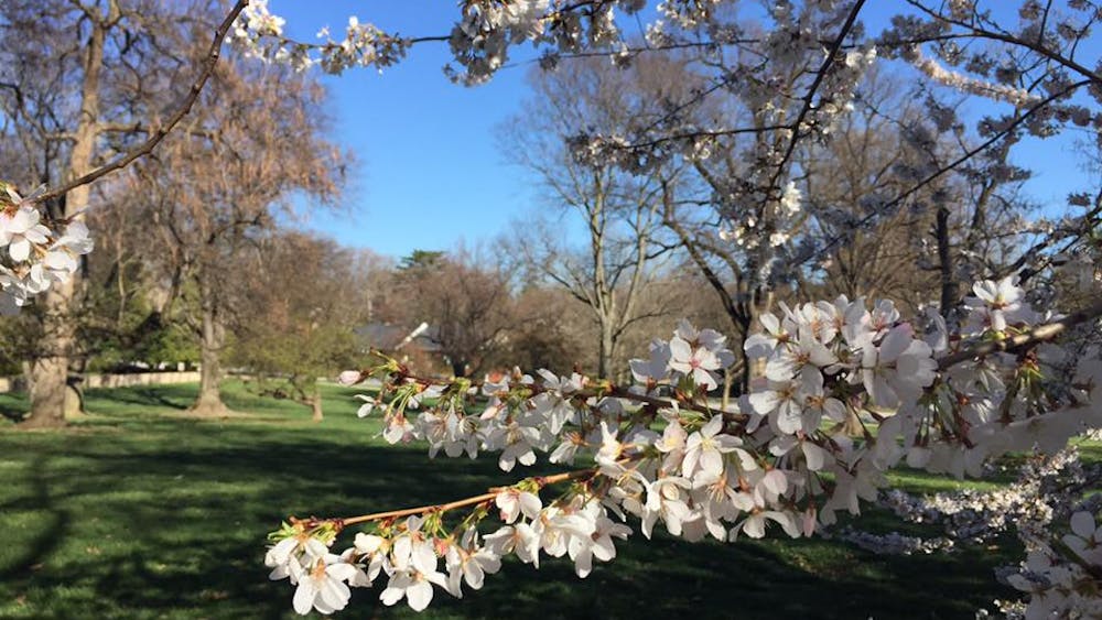 COURTESY OF NATALIE WU
Cherry trees in Guilford neighborhood, one of Wu’s favorite jogging locations.