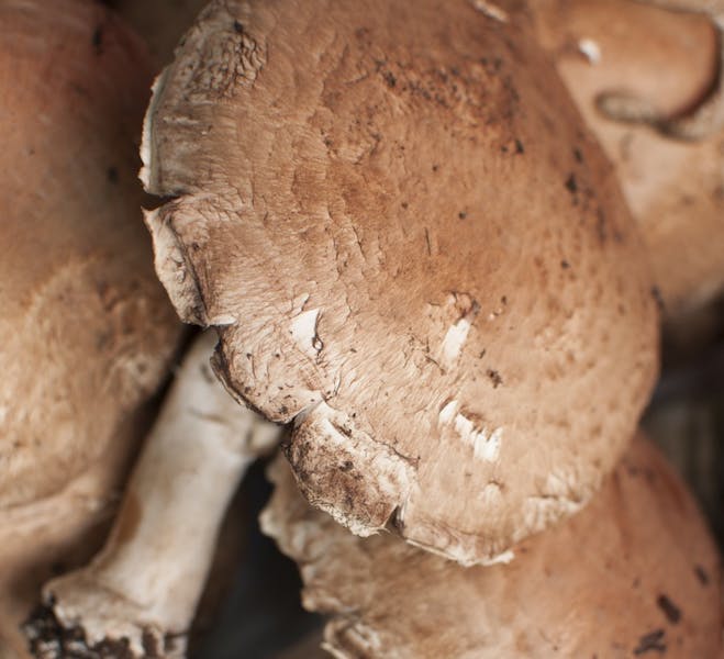 B9_mushroom The Johns Hopkins NewsLetter