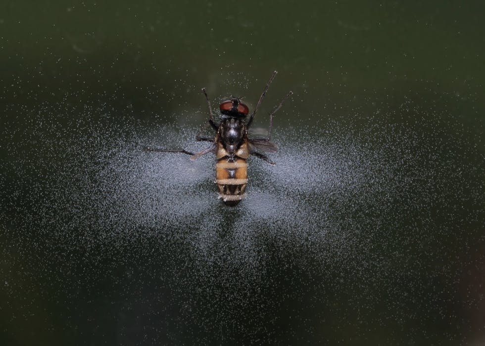 WIKIMEDIA COMMONS / CC BY SA 3.0
This image shows the fungal dispersion from an infected fly during what Elya calls the “cycle of death.”