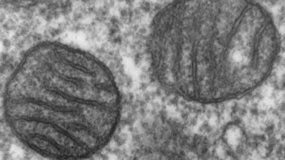 LOUISA HOWARD/PUBLIC DOMAIN
Mitochondrial DNA mutations can occur spontaneously or be inherited from the mother.