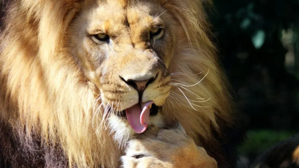 Public Domain
Lions are symbols of strength, power and royalty in multiple ancient civilizations.