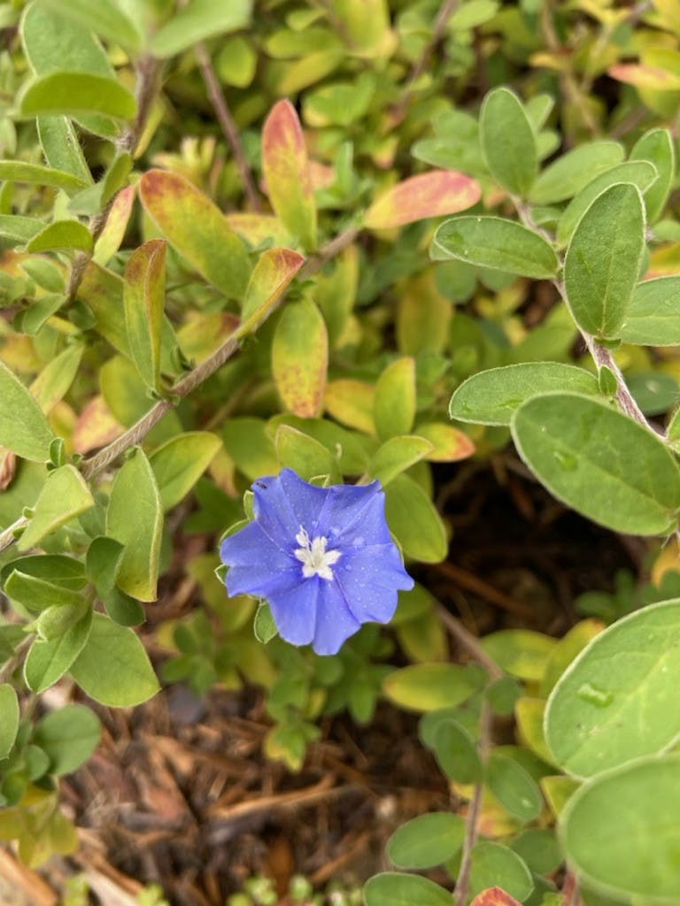 COURTESY OF JAE CHOI

Choi spent many summer nights gardening with his mother, who taught him several Korean proverbs.