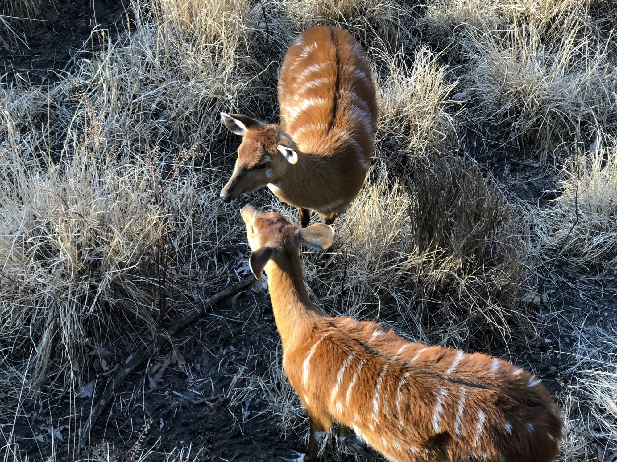 COURTESY OF RUDY MALCOM
One of Malcom’s favorite animals at the Zoo is the sitatunga, a swamp-dwelling antelope.