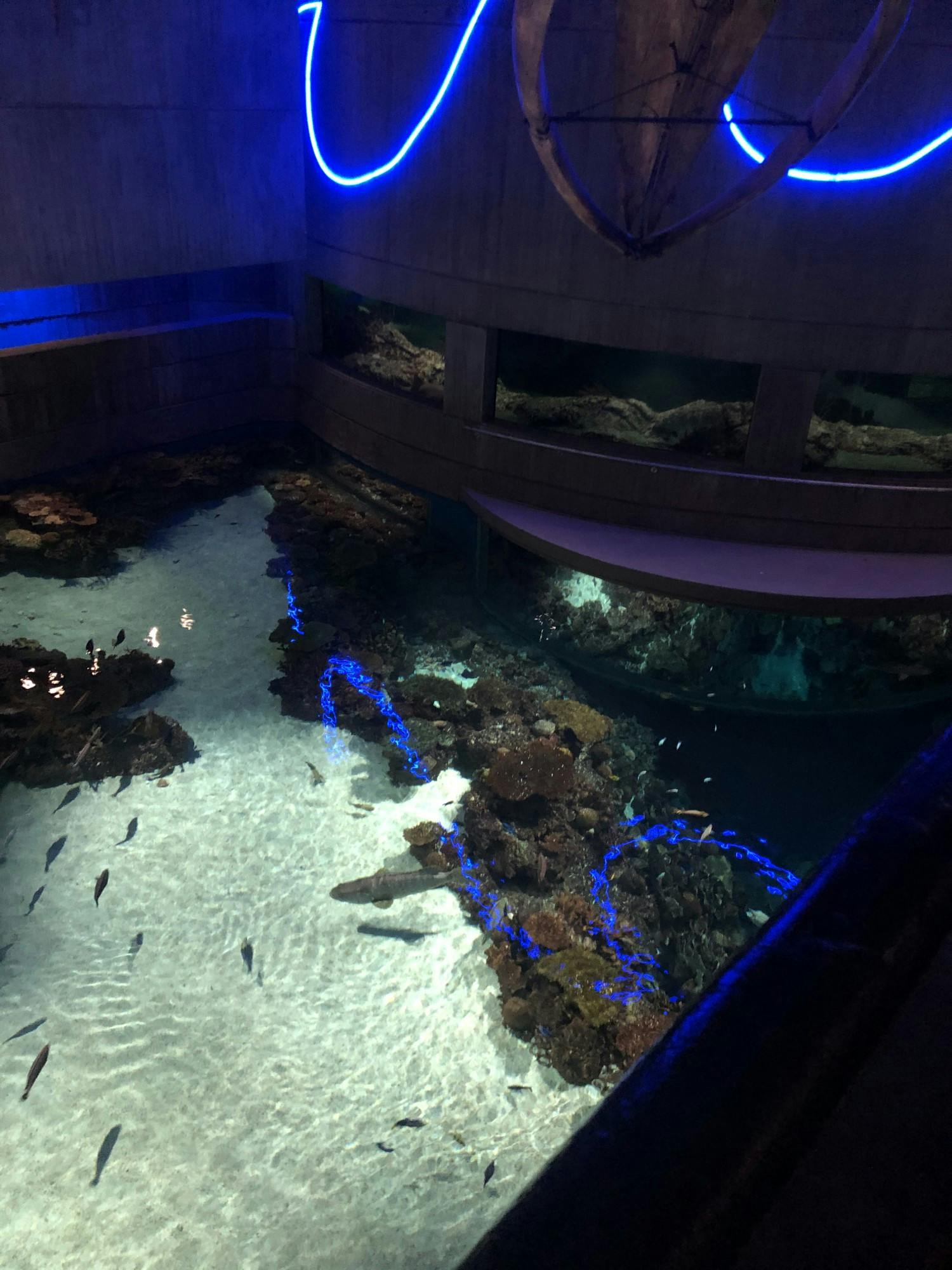 NEHA SANGANA/PHOTOGRAPHY EDITOR