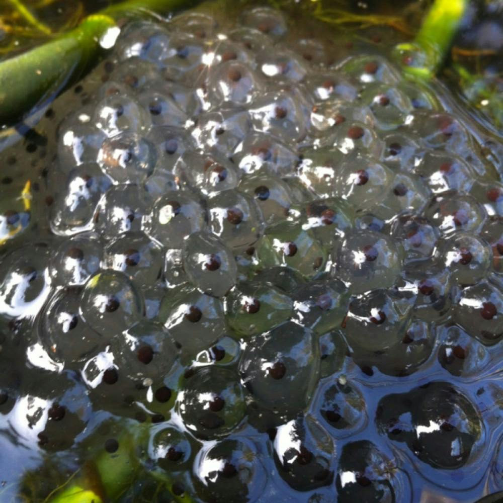 COURTESY OF WWW.AG.PROJECTNOAH.ORG