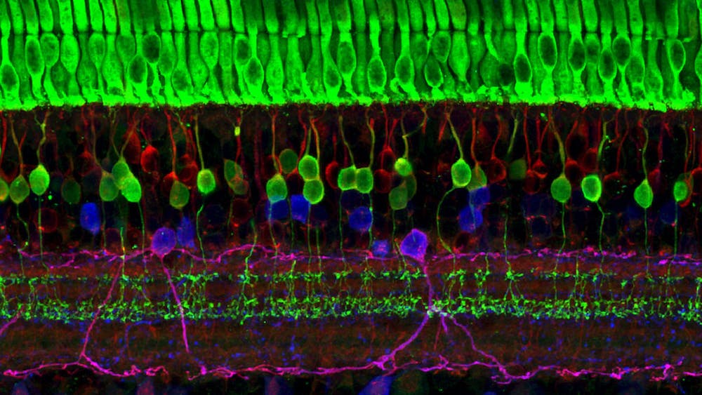 NIH IMAGE GALLERY / PDM 1.0
Kiara Eldred shared her novel technique CUT&amp;TIME for studying cell differentiation in retinal cells.&nbsp;