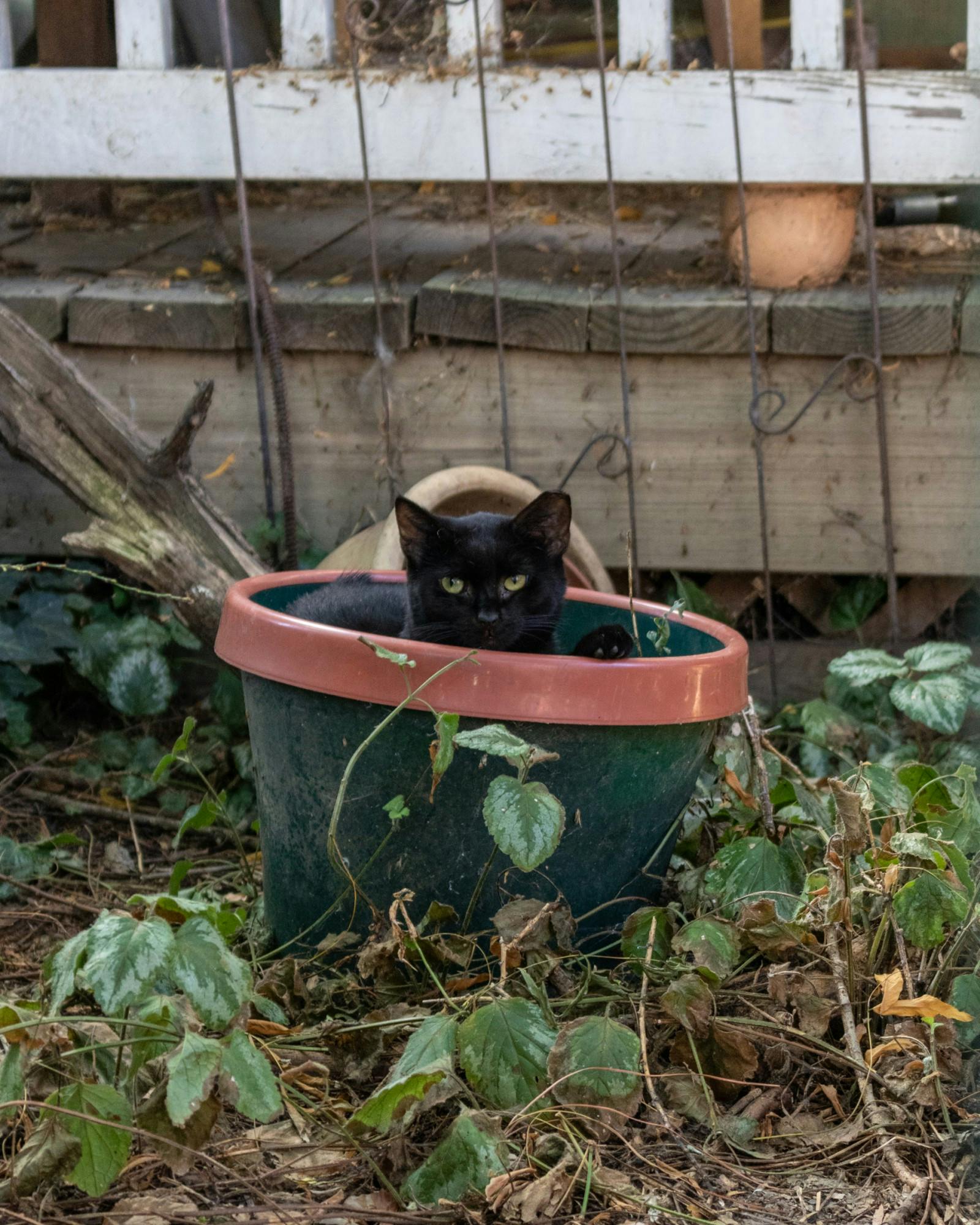 EDA INCEKARA/PHOTOGRAPHY EDITOR