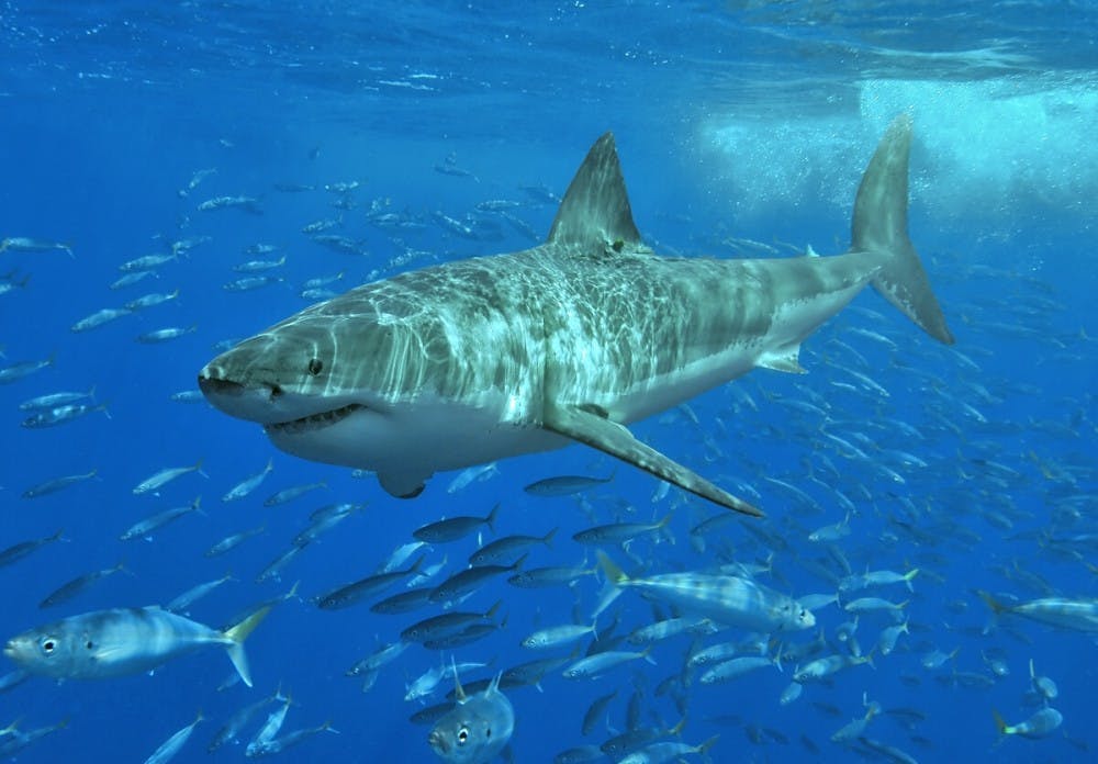 TERRY GROSS/ CC BY-SA 3.0
Researchers discovered that great white shark numbers are shrinking while sevengill shark sightings are increasing.