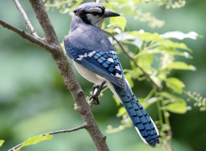 RHODODENDRITES / CC BY-SA 4.0
Bond argues that the University should take into consideration the dangers to local avian wildlife when constructing its large-scale glass buildings.&nbsp;