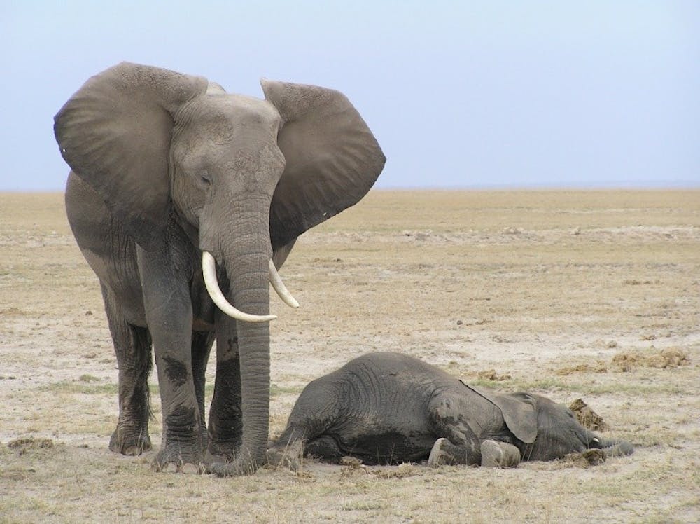 JEANMARIE/CC-BY-3.0
The Fitbit study found that most elephant species typically sleep while standing up.
