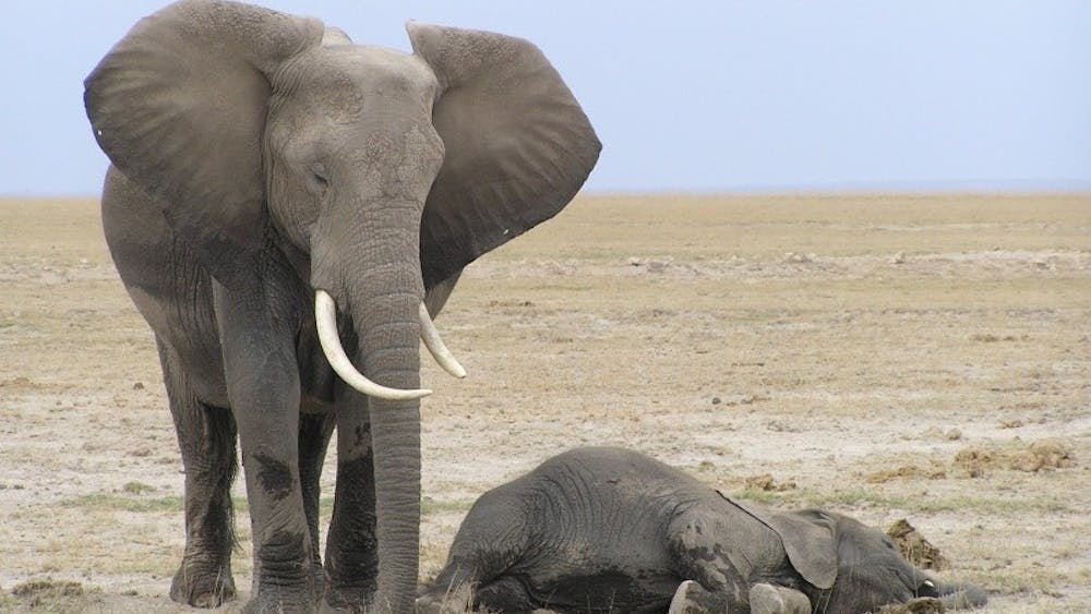 JEANMARIE/CC-BY-3.0
The Fitbit study found that most elephant species typically sleep while standing up.