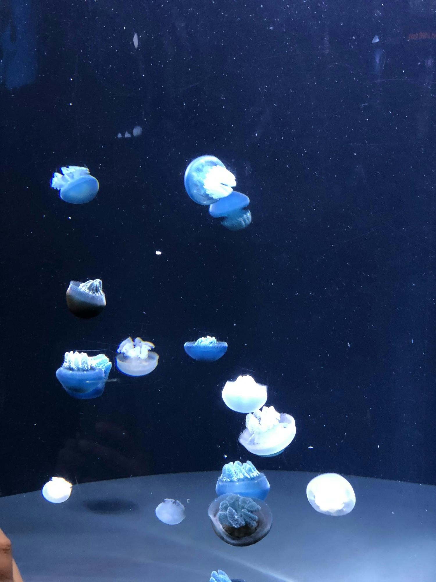 NEHA SANGANA/PHOTOGRAPHY EDITOR