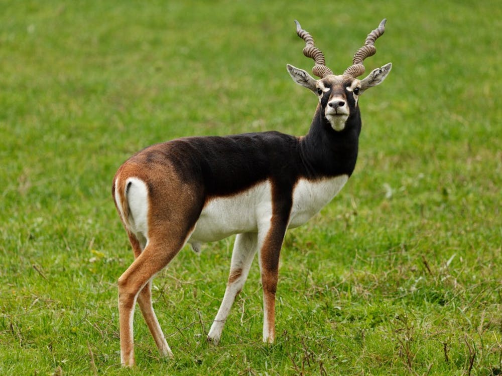 PUBLIC DOMAIN
Five species of antelopes are declining in numbers and at risk for extinction.