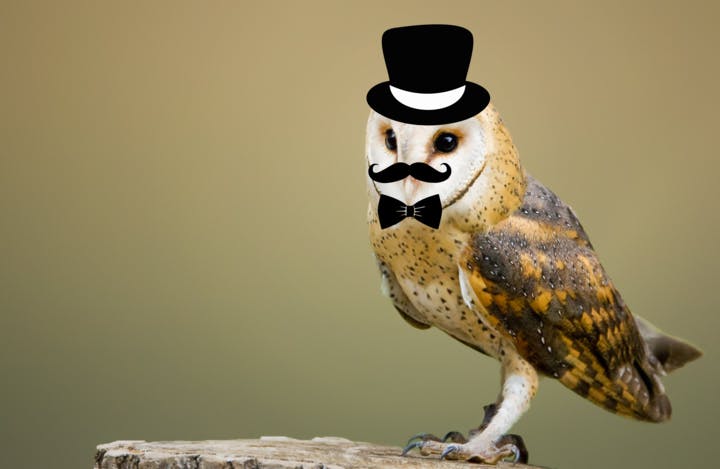 COURTESY OF MR. WISE-OWL
Mr. Wise-Owl was recently elected into the position of the Hopkins PETA chapter President.