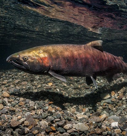 Coho Salmon (Oncorhynchus kisutch) female with a jack. Aspect ratio = 2:3.