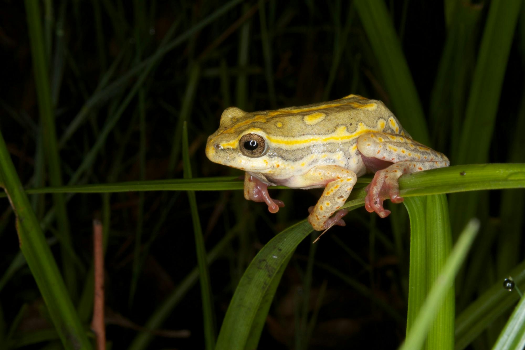 BRIAN GRATWICKE / CC BY 2.0
In the news this week, scientists from the University of Cincinnati recently discovered a species of “spiny-throated” reed frog that only communicates using touch.&nbsp;