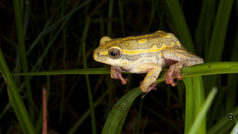 BRIAN GRATWICKE / CC BY 2.0
In the news this week, scientists from the University of Cincinnati recently discovered a species of “spiny-throated” reed frog that only communicates using touch. 