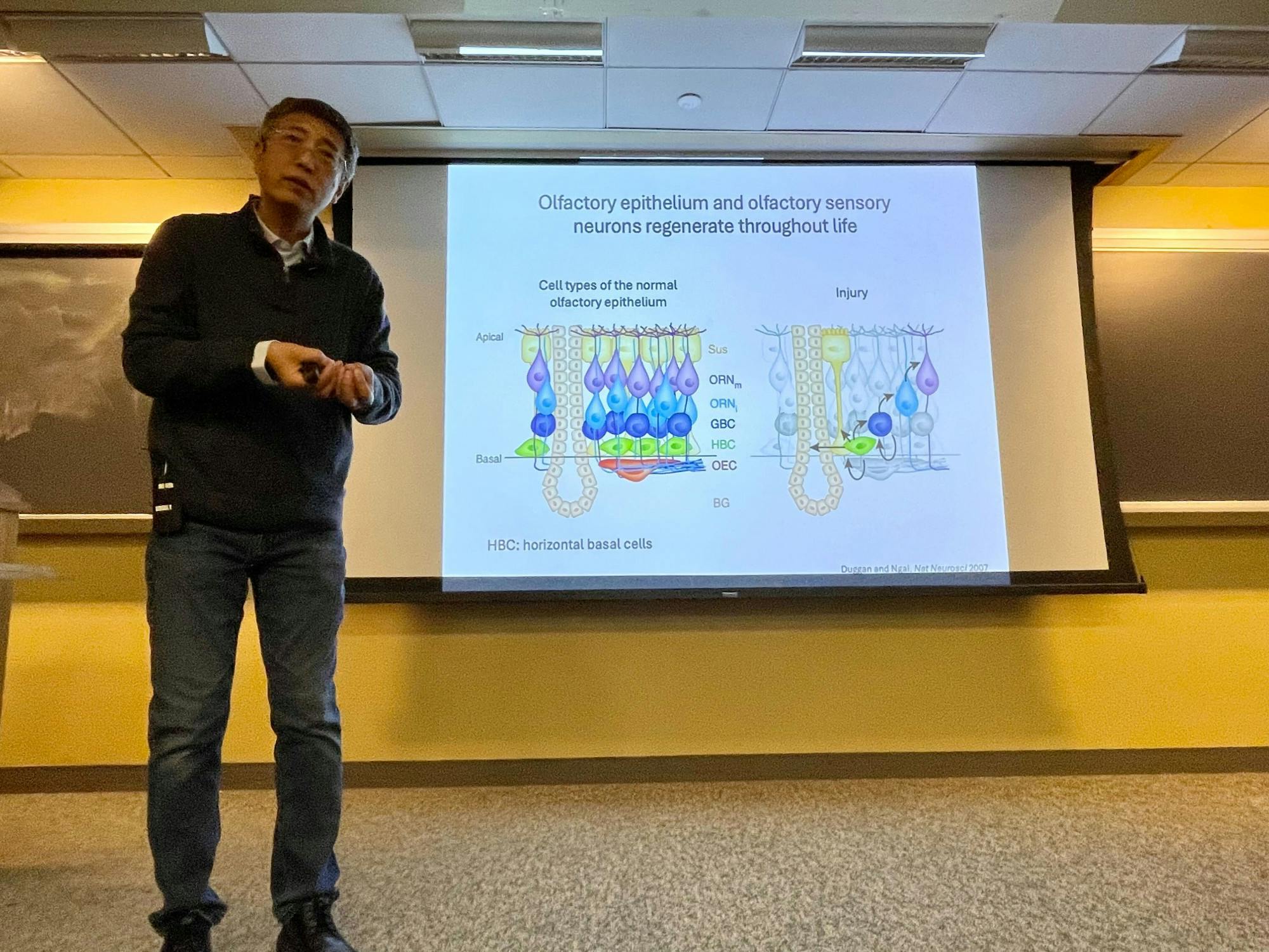 COURTESY OF ANDREW WU
Zhao's research on the olfactory system has revealed the role of histones in olfactory stem cell division and differentiation. 