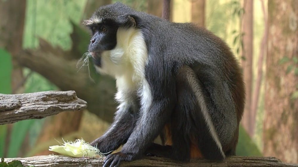 HUME/CC-By-3.0
This species of Dryas monkey was discovered in the Democratic Republic of Congo.
