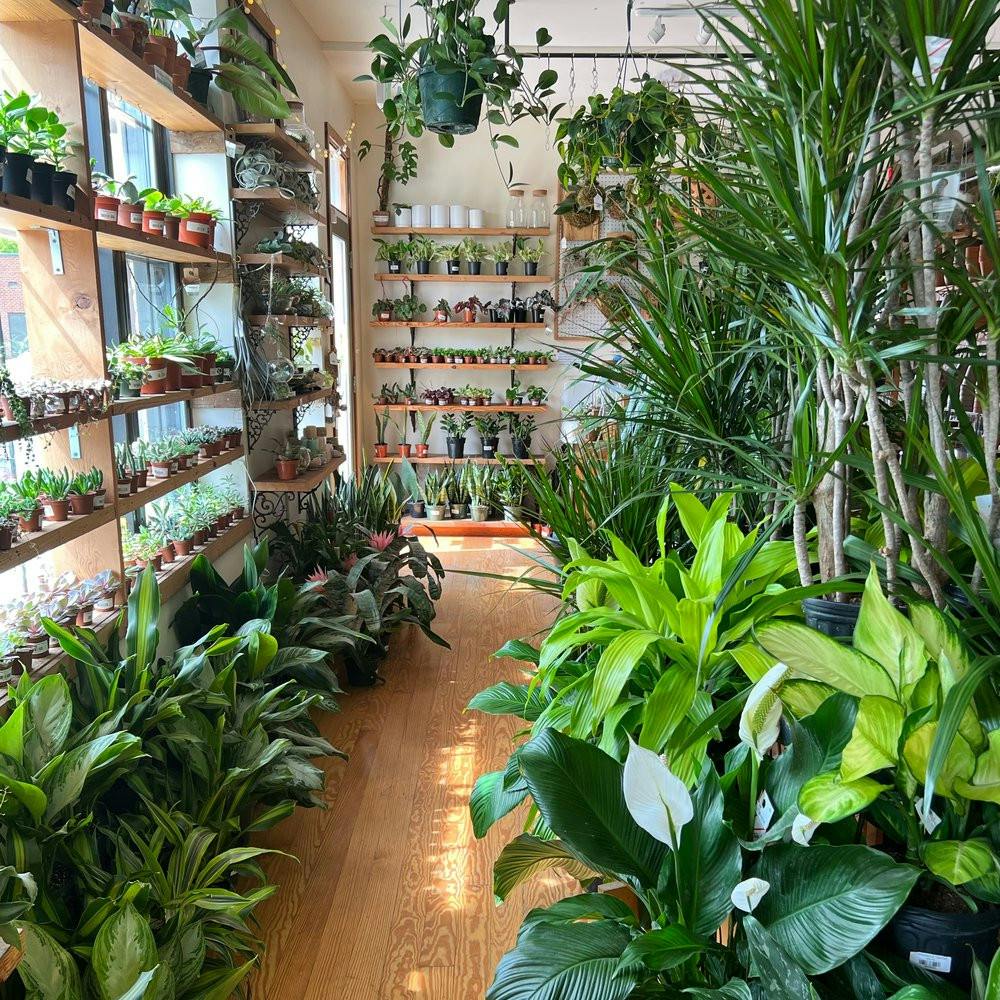 COURTESY OF B. WILLOW
At B.Willow, Vayda cultivates meaningful community experiences while promoting plant conservation.&nbsp;