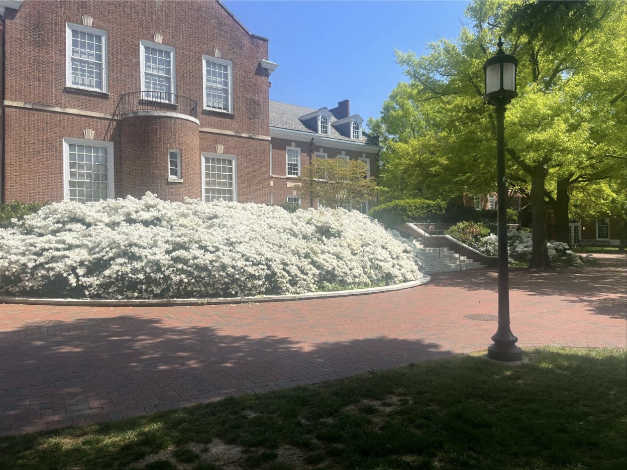 COURTESY OF SHREYA TIWARI
A photo taken during Tiwari’s freshman year of a sunny day on campus outside Levering Hall.&nbsp;