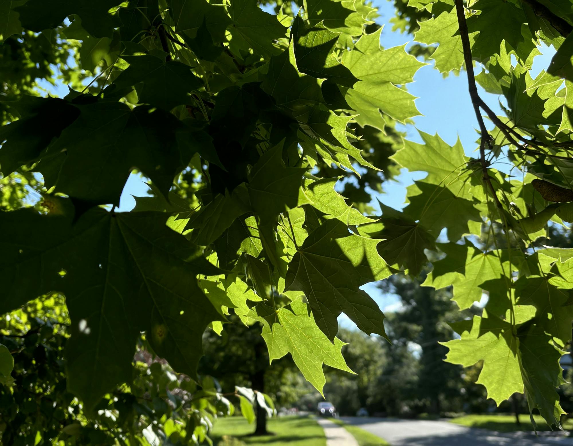 COURTESY OF LANA SWINDLE
Swindle reflects on her first summer after college and shares her realizations on the beauty of nature.&nbsp;