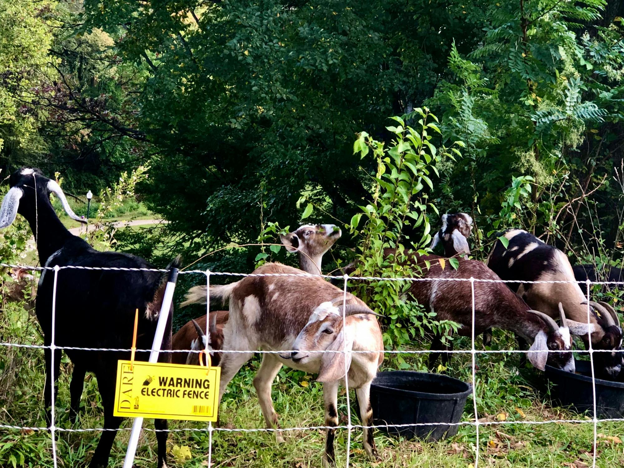 COURTESY OF RUDY MALCOM
Eco-Goats are an adorable part of clearing Wyman Park Dell’s dense foliage.&nbsp;