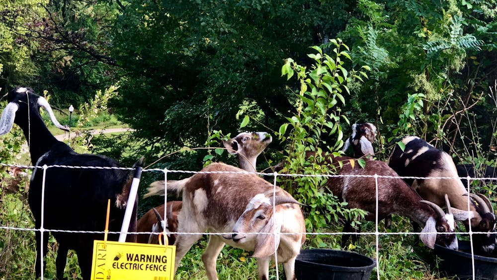 COURTESY OF RUDY MALCOM
Eco-Goats are an adorable part of clearing Wyman Park Dell’s dense foliage.&nbsp;