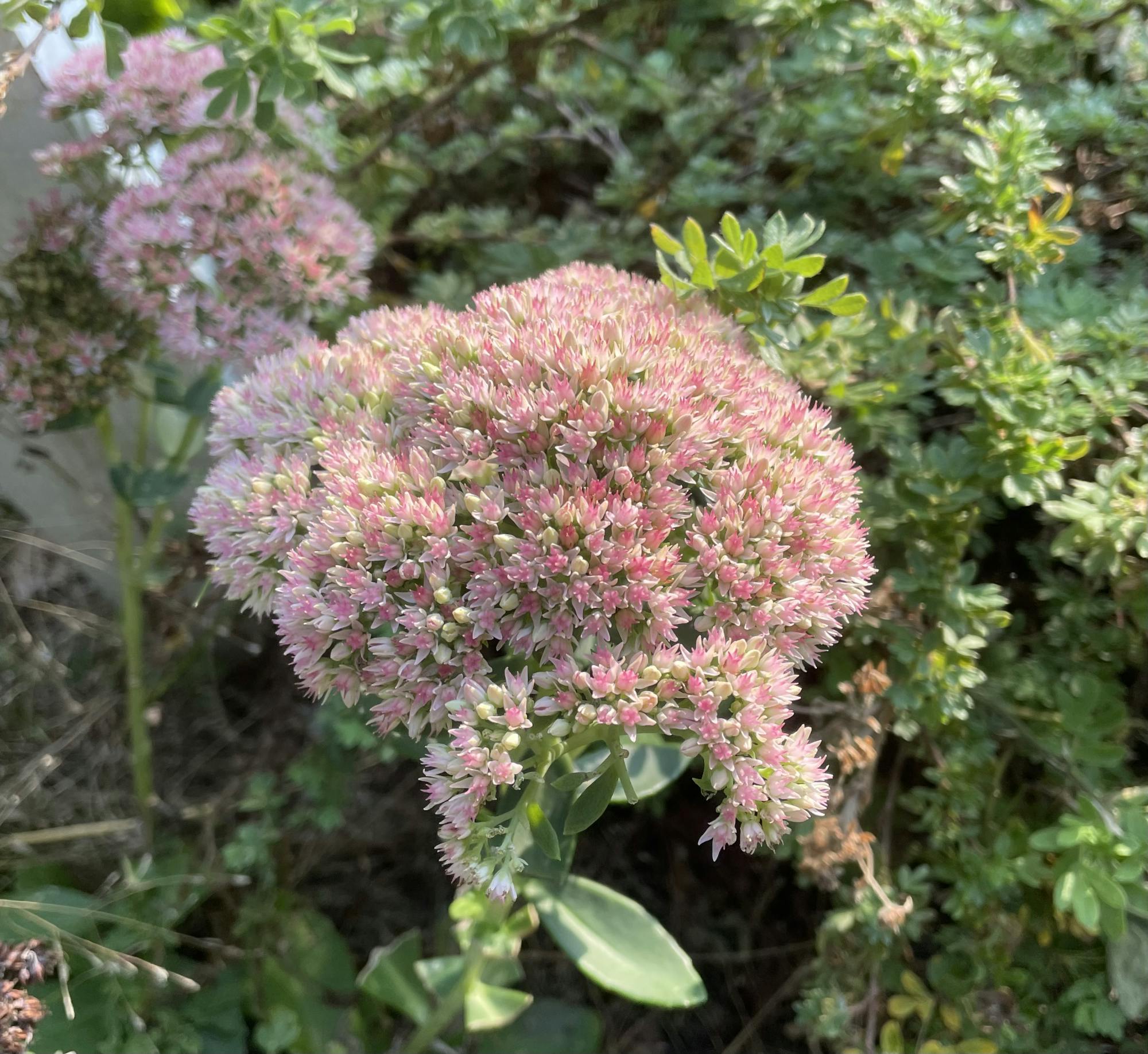 COURTESY OF SOPHIA SEGERSTROM
Segerstrom shares her journey of discovering the best-smelling flowers on Homewood Campus along with the sweet memories their scents recall.&nbsp;
