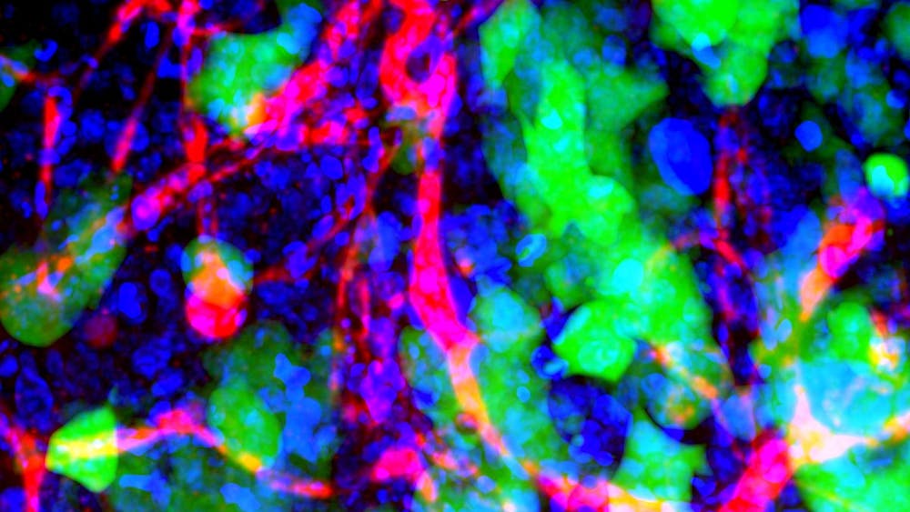 NIH IMAGE GALLERY / PUBLIC DOMAIN
Ying’s many contributions to the field of nanotechnology were the subject of a seminar hosted by the Department of Chemical and Biomolecular Engineering.