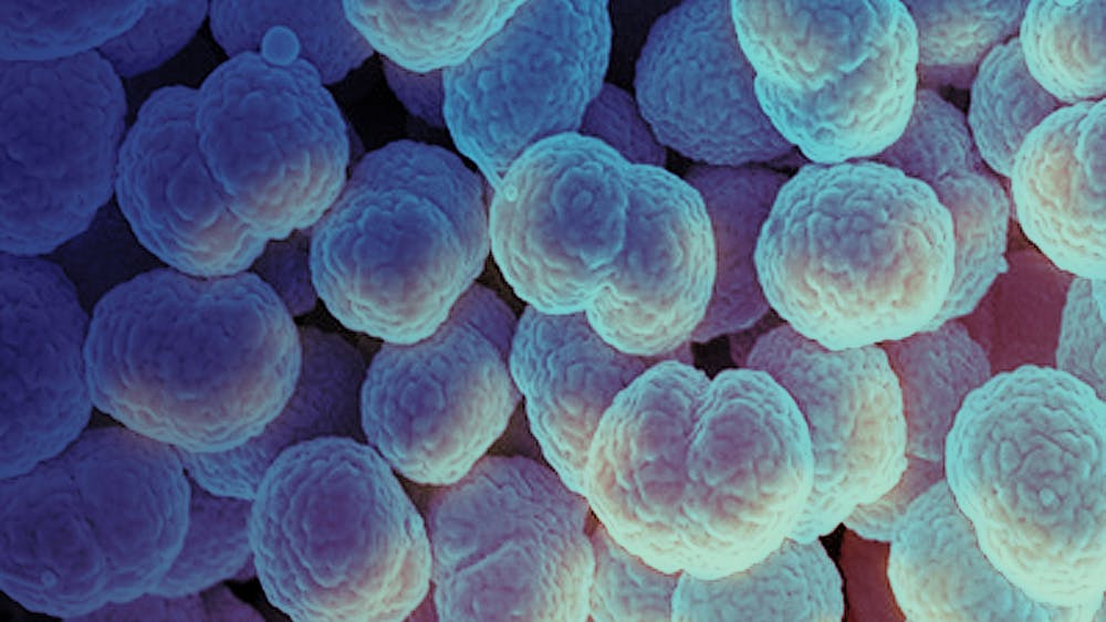 NIAID / CC BY 2.0
A new drug can treat patients with the antimicrobial-resistant strain of N. gonorrhoeae, a bacteria that causes the sexually transmitted disease gonorrhea.&nbsp;