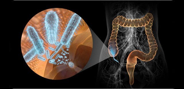 MITCHELL/CC-By-2.0
Mice models have shown how Parkinson’s disease alters our gut’s microbiome.