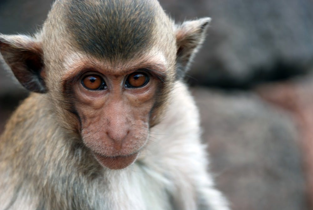 Chris huh/CC-by-sA-3.0
Researchers have genetically altered monkeys in order to create a better model for studying autism.