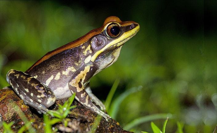 The Hydrophylax bahuvistara frog species has protective slime that can explode flu viruses in mice.