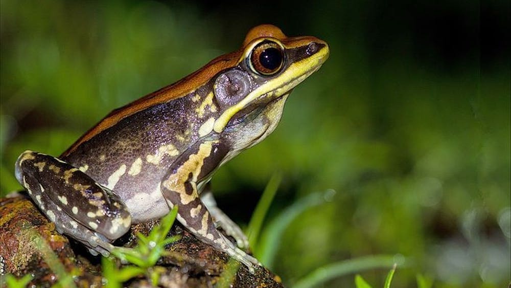 The Hydrophylax bahuvistara frog species has protective slime that can explode flu viruses in mice.