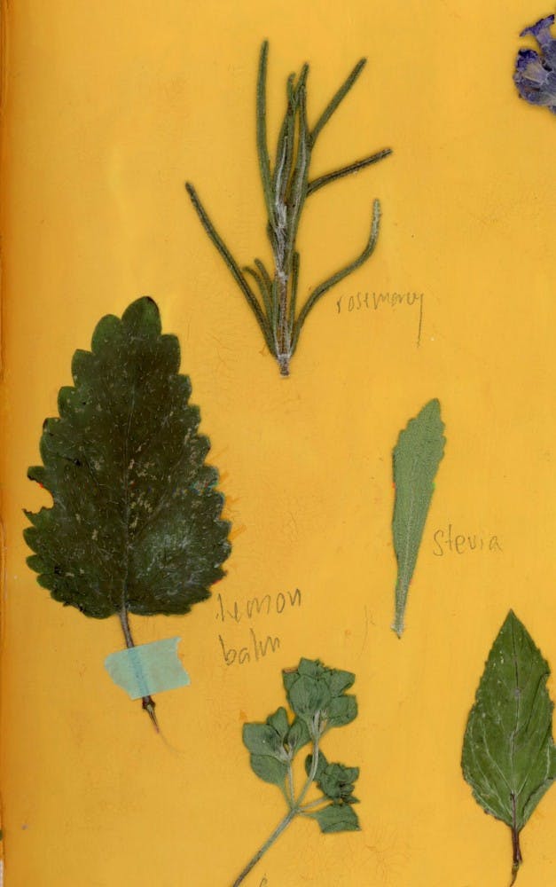 COURTESY OF OLLIE
The cover of the 10th issue of the Beast Grrl zine, titled “Cultivate.”