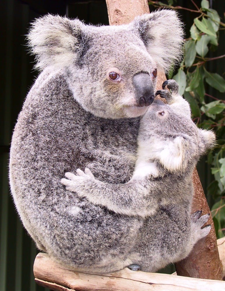 COURTESY OF WWW.STANFORD.EDU
Inbreeding in koalas results in babies born with many harmful alleles. 