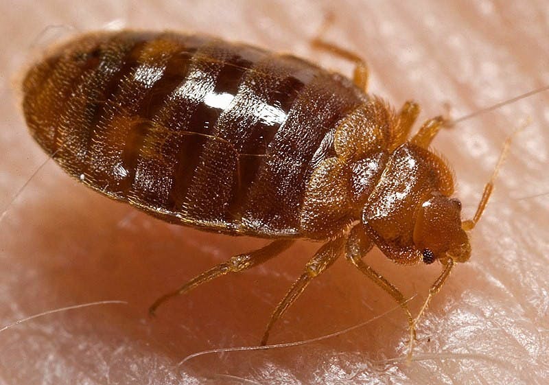 PUBLIC DOMAIN
Bed bugs are hard to remove as they can withstand sub-zero temperatures and other extremes.