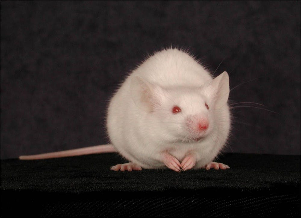 COURTESY OF WWW.BU.EDU