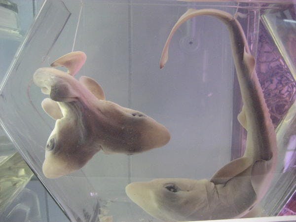 COURTESY OF WWW.ACF-FR.ORG
This bull shark possessed two heads, two hearts and two stomachs.