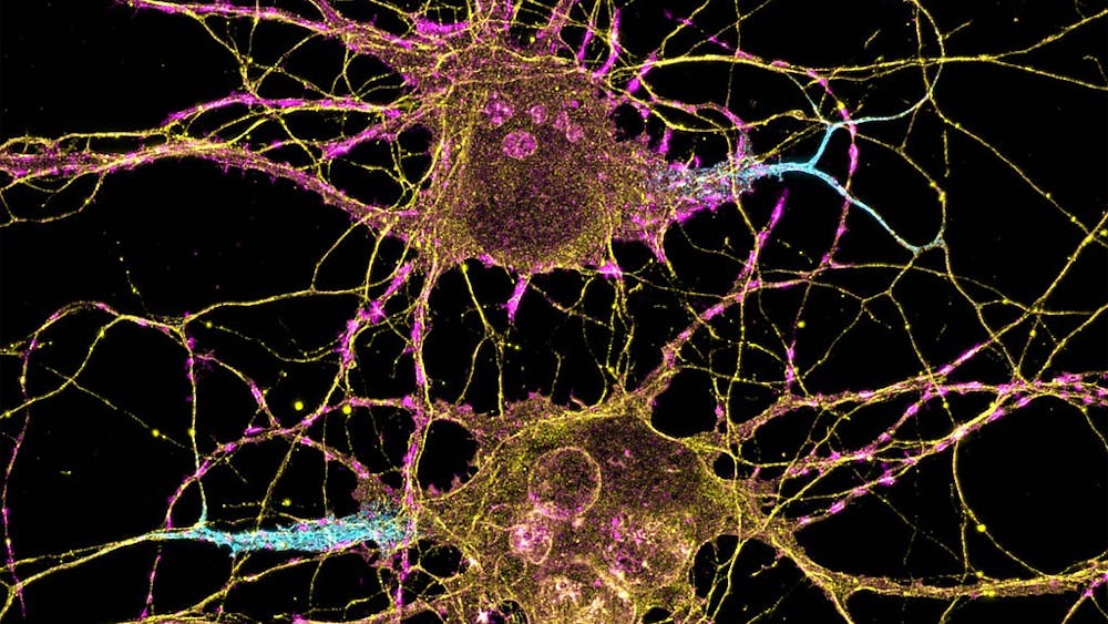 NIH IMAGE GALLERY / CC BY-NC 2.0
Hu shares her experiences as an undergraduate researcher in a lab studying neurotransmitter receptor function and synaptic transmission. 