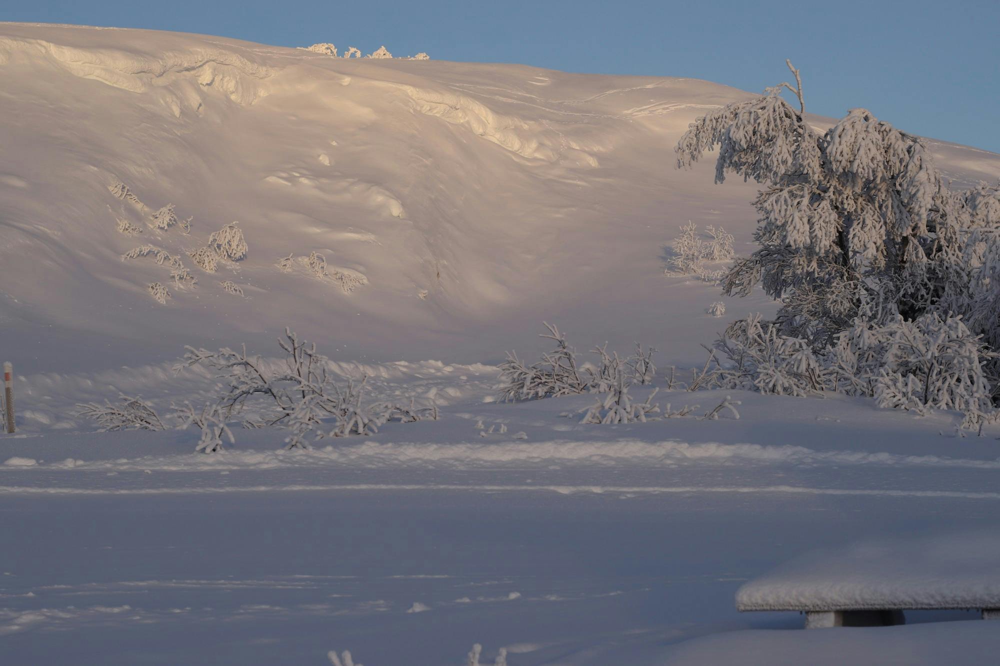 COURTESY OF CAS GUSTAFSSON