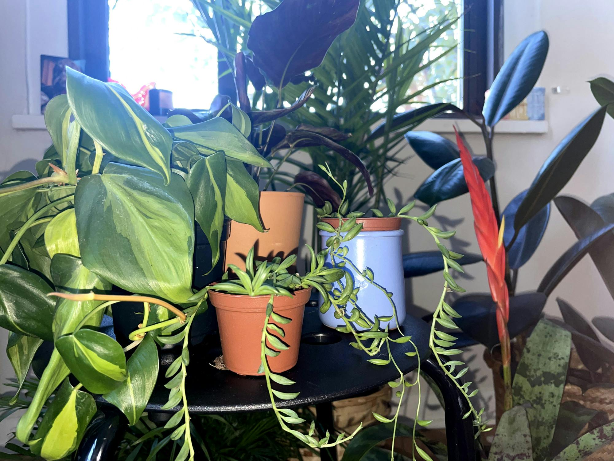 COURTESY OF LAURA WADSTEN
Wadsten discusses all things plant care with a local authority on the subject.