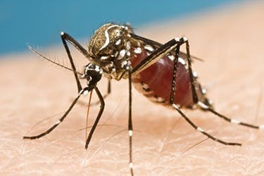 DAY DONALDSON/CC-BY-2.0
The Zika virus is most commonly spread by the Aedes mosquito. 