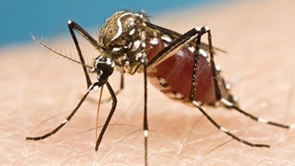 DAY DONALDSON/CC-BY-2.0
The Zika virus is most commonly spread by the Aedes mosquito. 