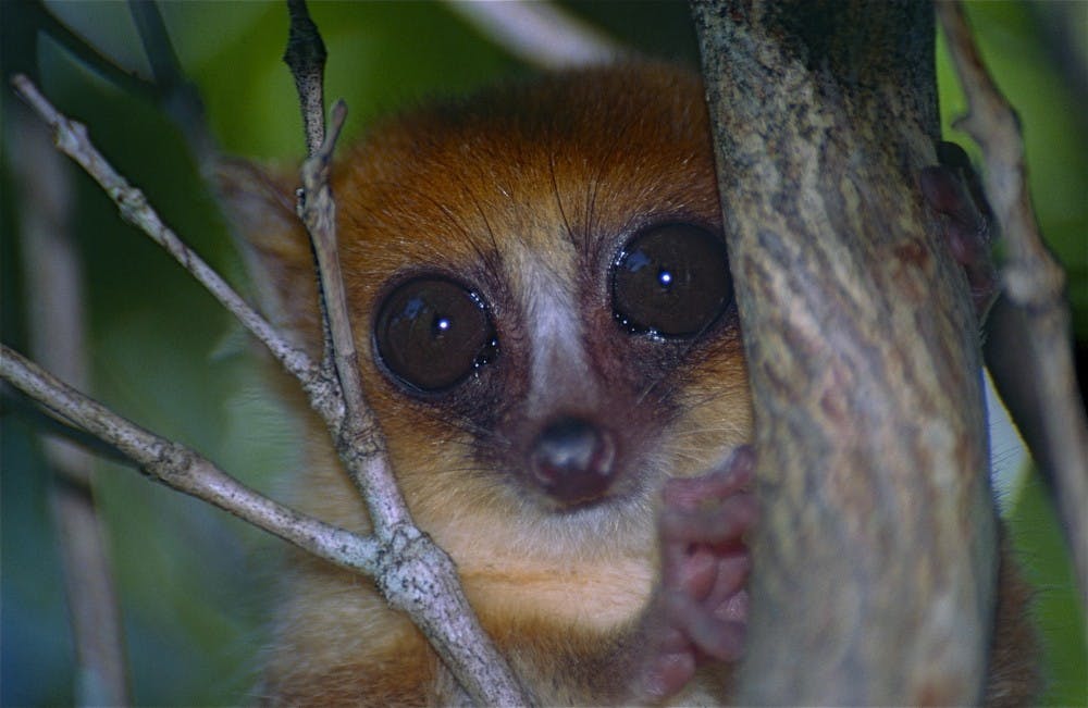 DUPONT/cc-by-sa-2.0
All three recently named species of mouse lemurs are found in the southern and eastern parts of Madagascar.
