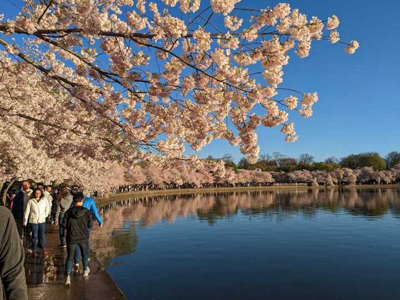 History of the National Cherry Blossom Festival in Washington