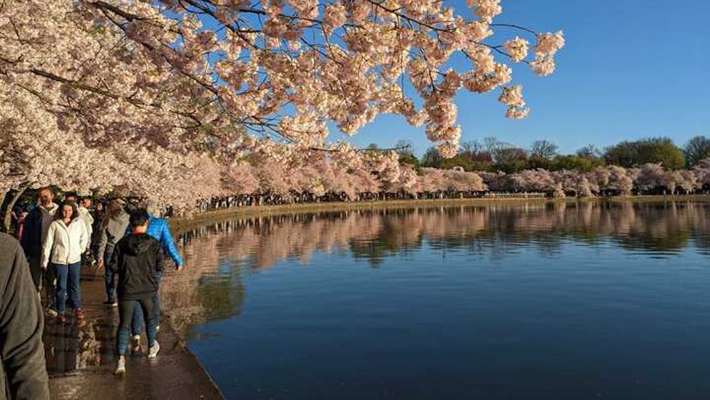 COURTESY OF ROWAN LIU
Cherry blossoms in bloom over the Tidal Basin in Washington, D.C.&nbsp;